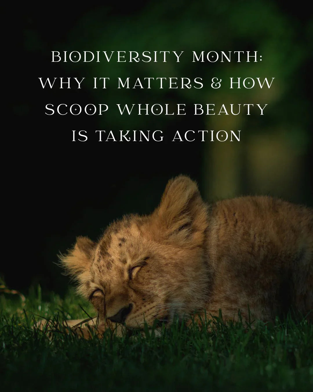 Biodiversity Month: Why It Matters & How Scoop Whole Beauty is Taking Action