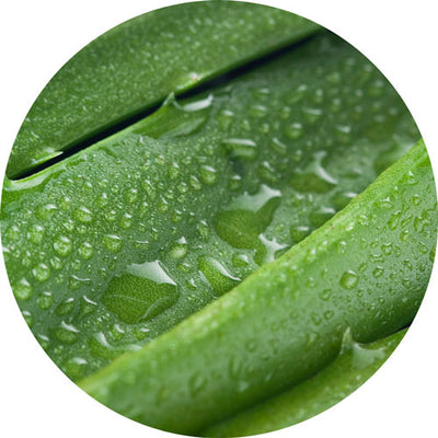 Aloe Vera