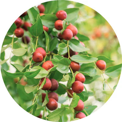 Organic Jojoba Oil