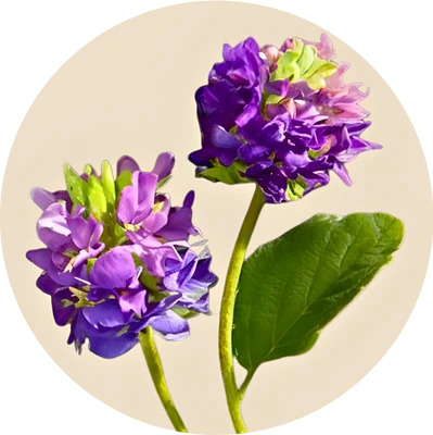 Psoralea Corylifolia (Bakuchiol)