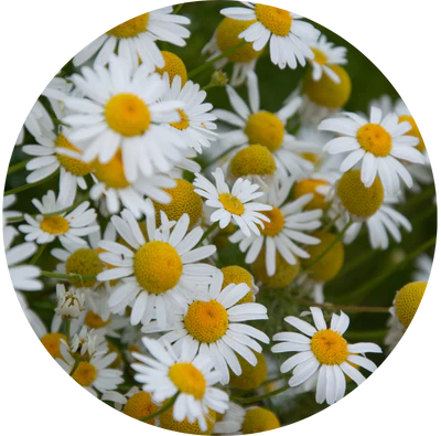 Organic Chamomile