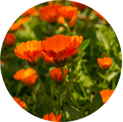Organic Calendula