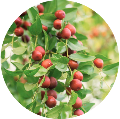Organic Jojoba Oil