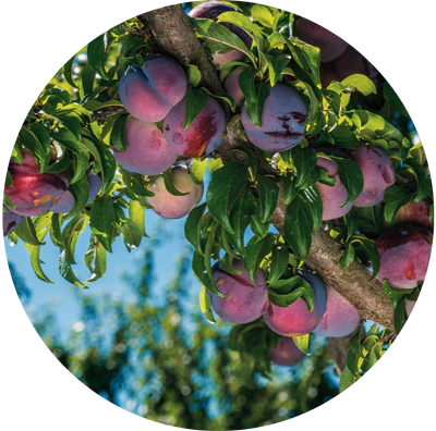 Native Australian Kakadu Plum