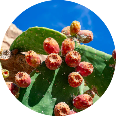 Prickly Pear Oil