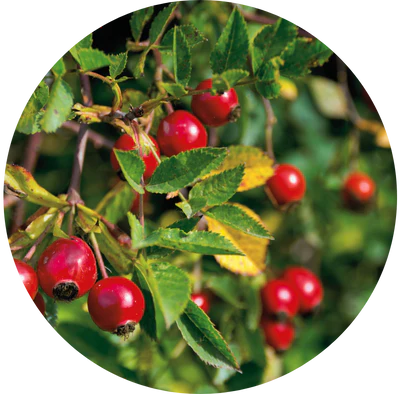 Organic Rosehip