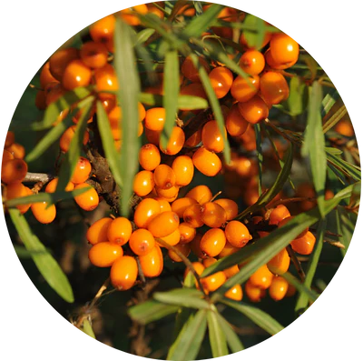 Sea Buck Thorn Extract